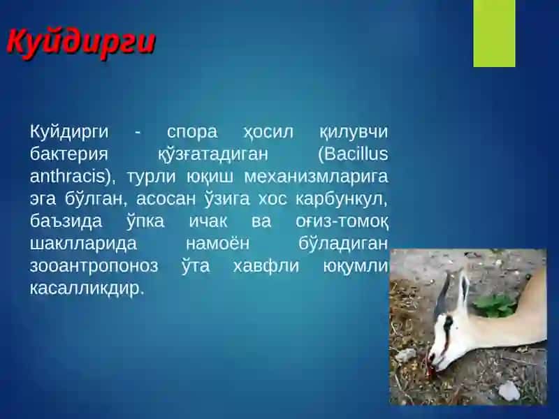 Куйдирги(Anthrax)  KUYDIRGI 2