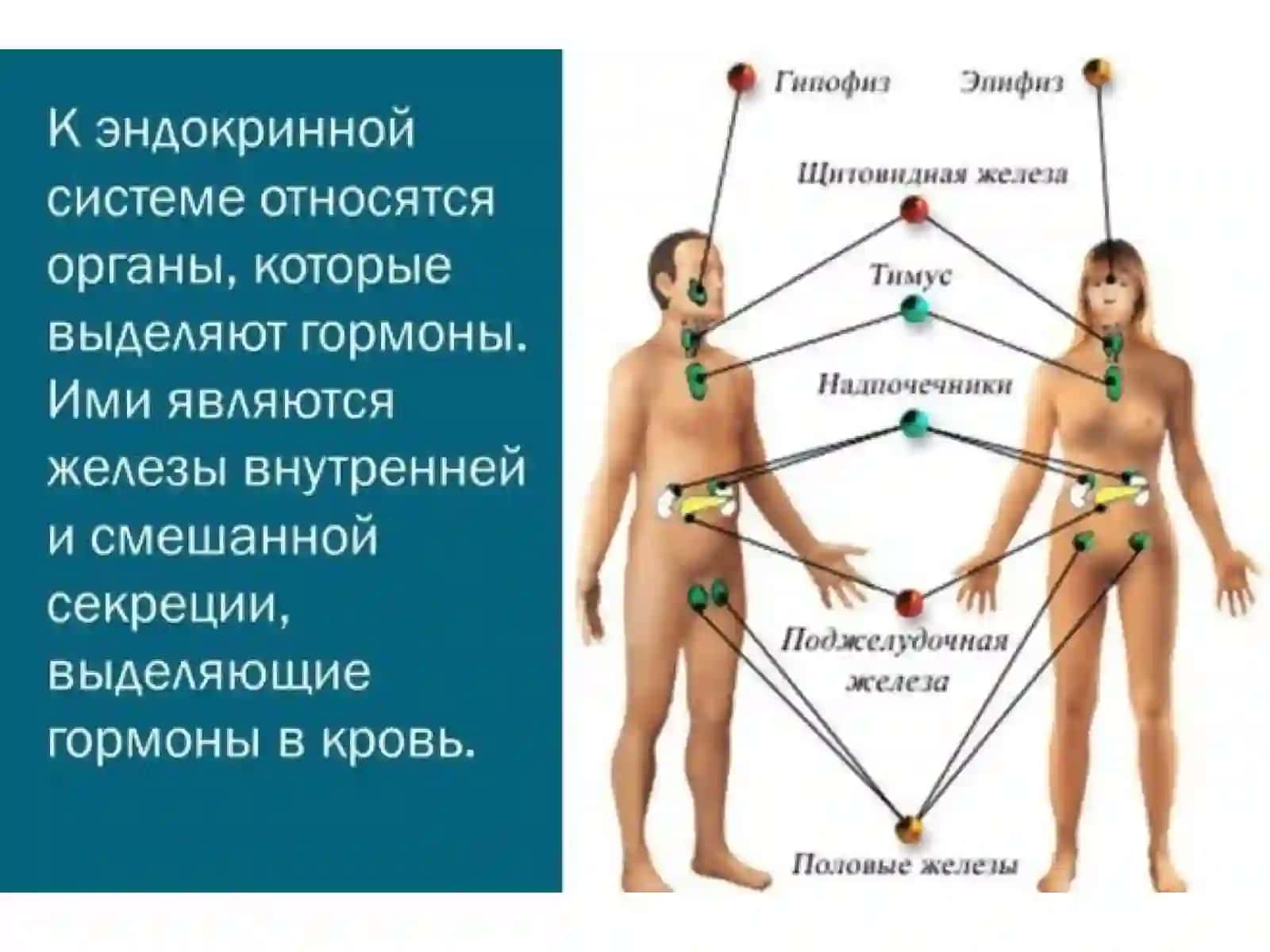 ENDOKRIN TIZIM KASALLIKLARINI RADIASYON DIAGNOSTIKASI 2