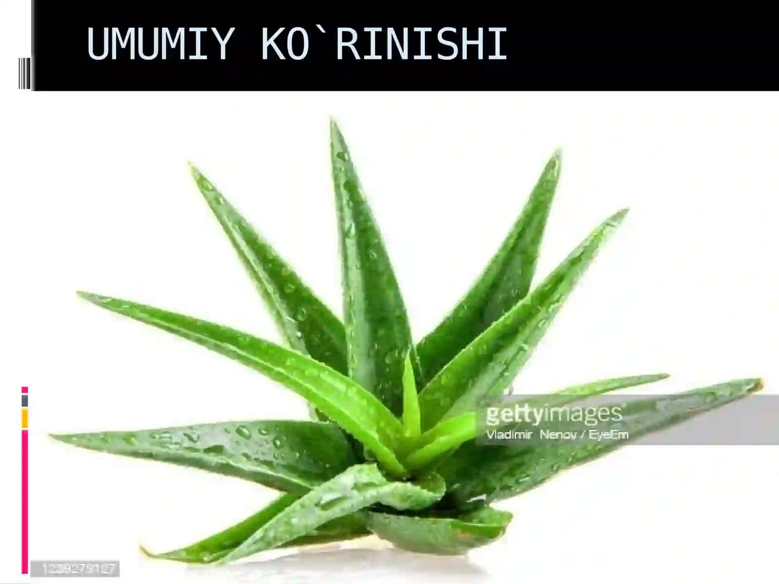 ALOE haqida 2