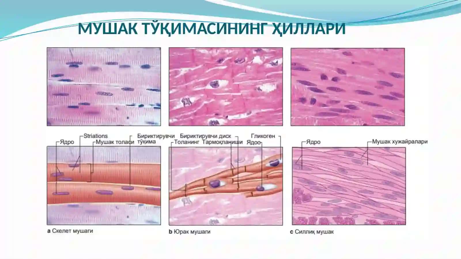 Mushak Tўqimasining Ҳillari 2