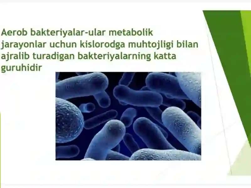 Aerob va anaerob bakteriyalarining sof kulturasini ajratib olish 2