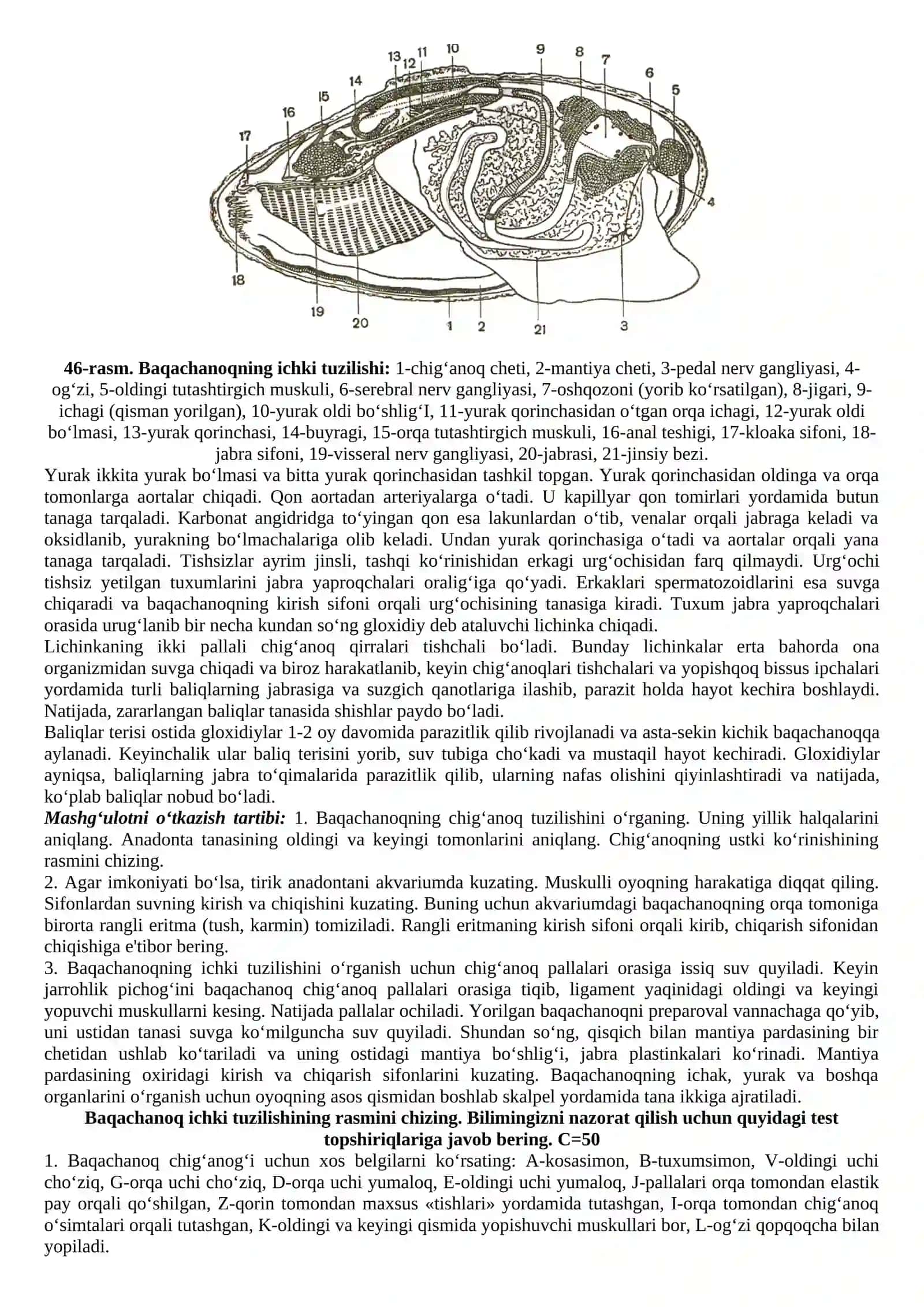 Ikki pallali mollyuskalar (Bivalvia) sinfi vakili -baqachanoqning tashqi va ichki tuzilishining asosiy xususiyatlari 2