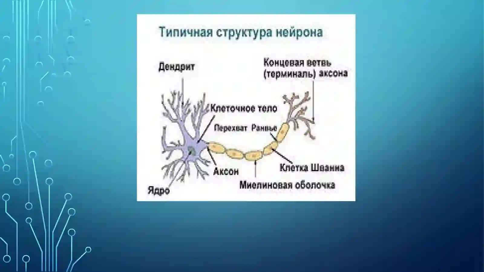 Нервтизимиҳақида умумий маълумотлар 2