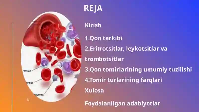 Qontarkibi.Tomirlarning tuzilishi va farqlari 2