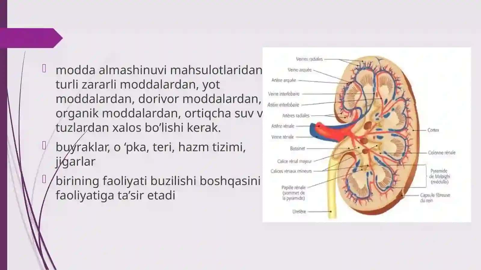 Ayiruv tizimining fiziologiyasi 2