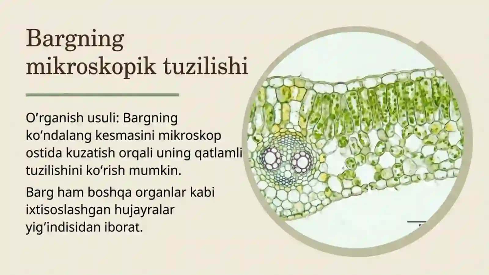 Barglarning ichki tuzilishi 2