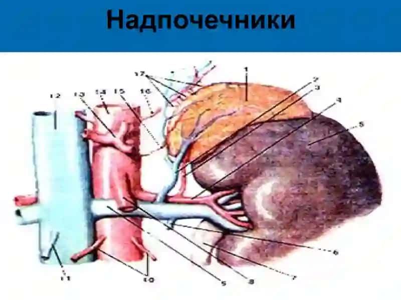 Болезнь Аддисона 2
