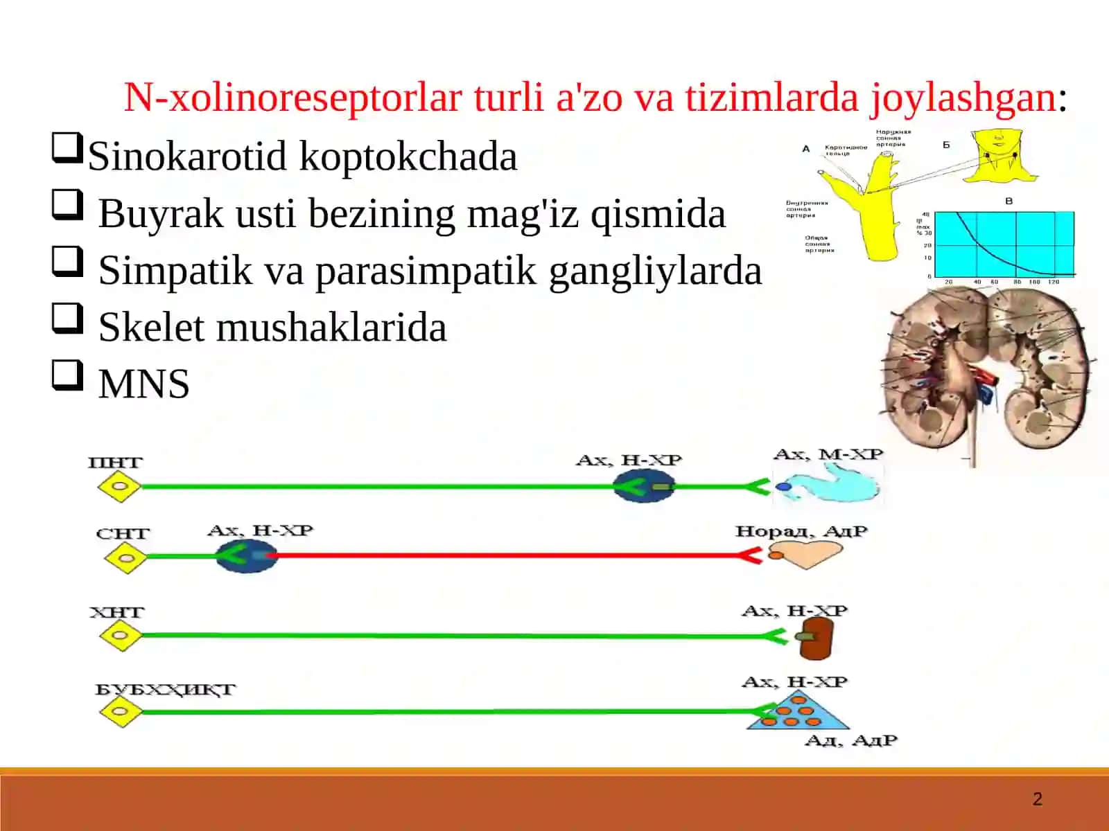 N-xolinoretseptorlarga ta’sir etuvchi vositalar 2