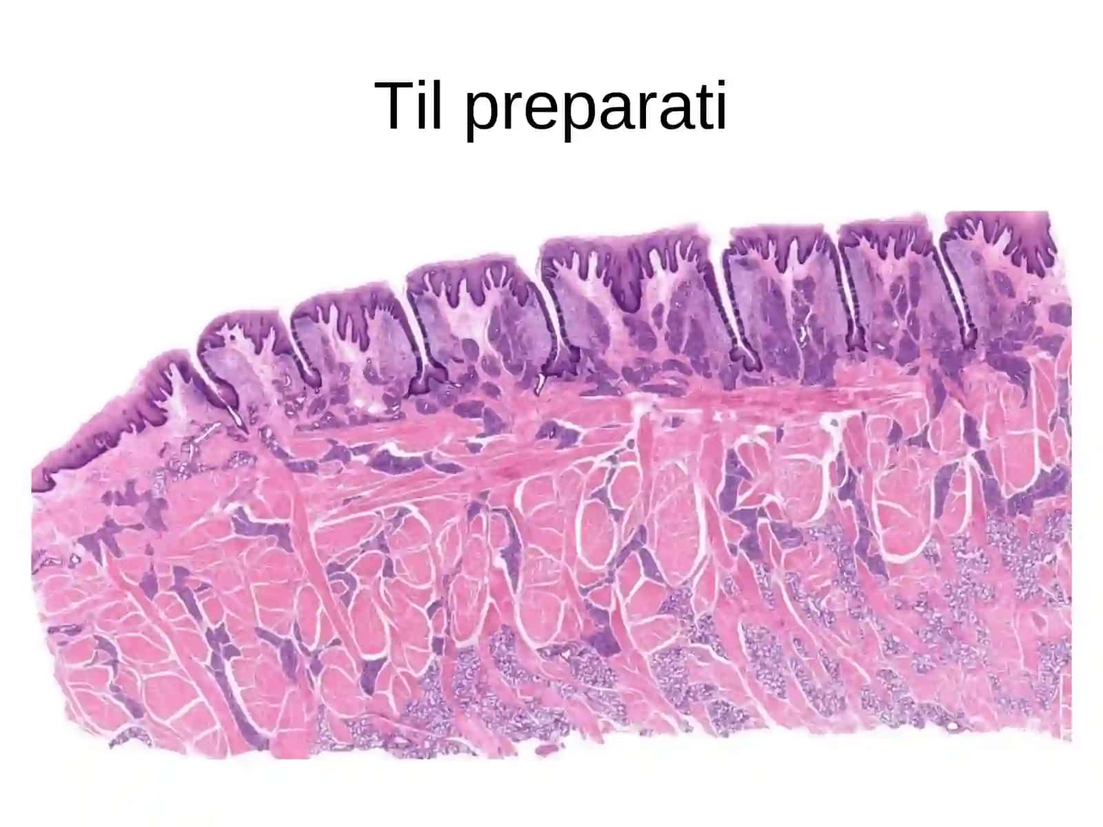 HAZM QILISH SISTEMASI. OG’IZ BO’SHLIG’I A’ZOLARIPreparat 2