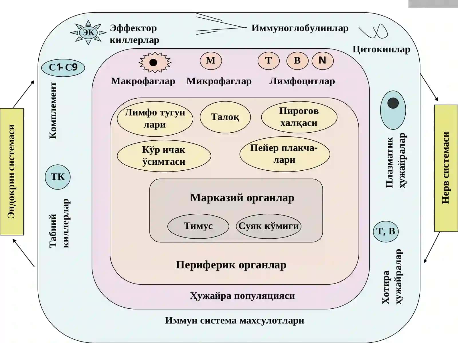 Хужайравий ва гуморал типдаги иммун реакциялар 2