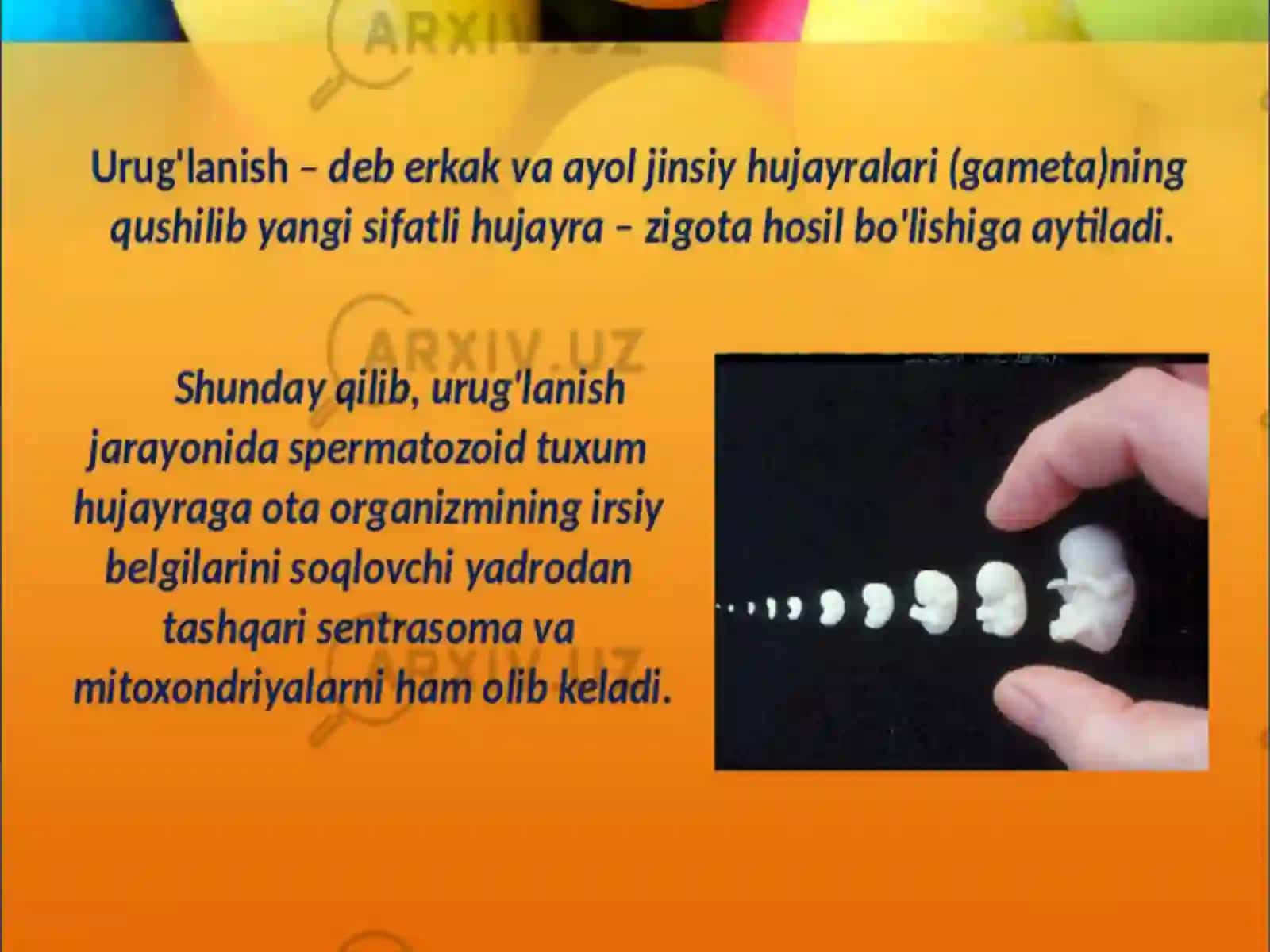Odam embrionining rivojlanishi. Ontogenez nazariyasi 2