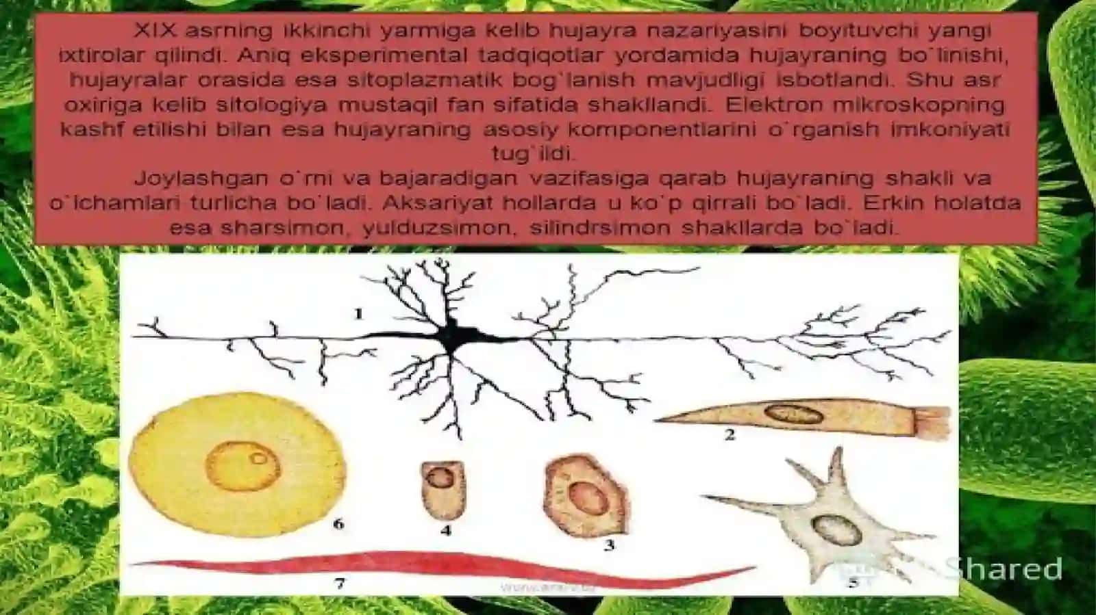Hujayraning turli shakllari 2