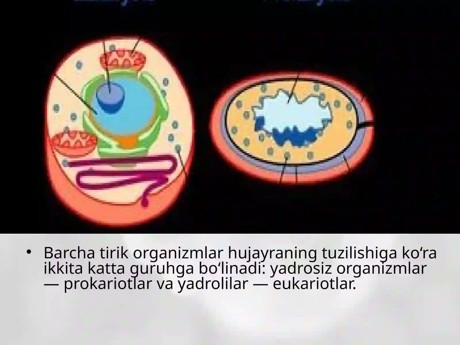 Prokariothujayra 2