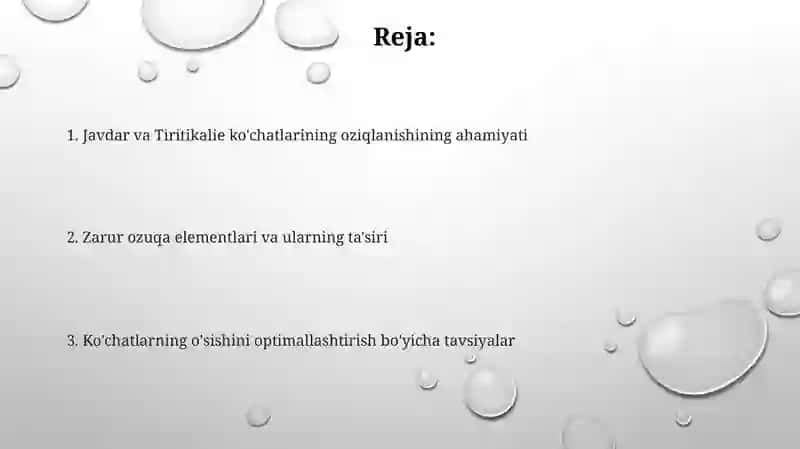 Javdar va Tiritikalie oziqlanishi 2