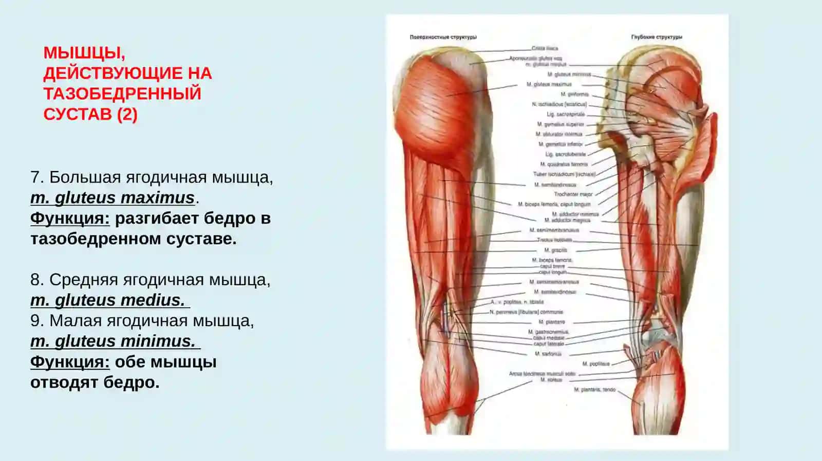 МЫШЦЫ, ДЕЙСТВУЮЩИЕ НА ТАЗОБЕДРЕННЫЙ СУСТАВ 2