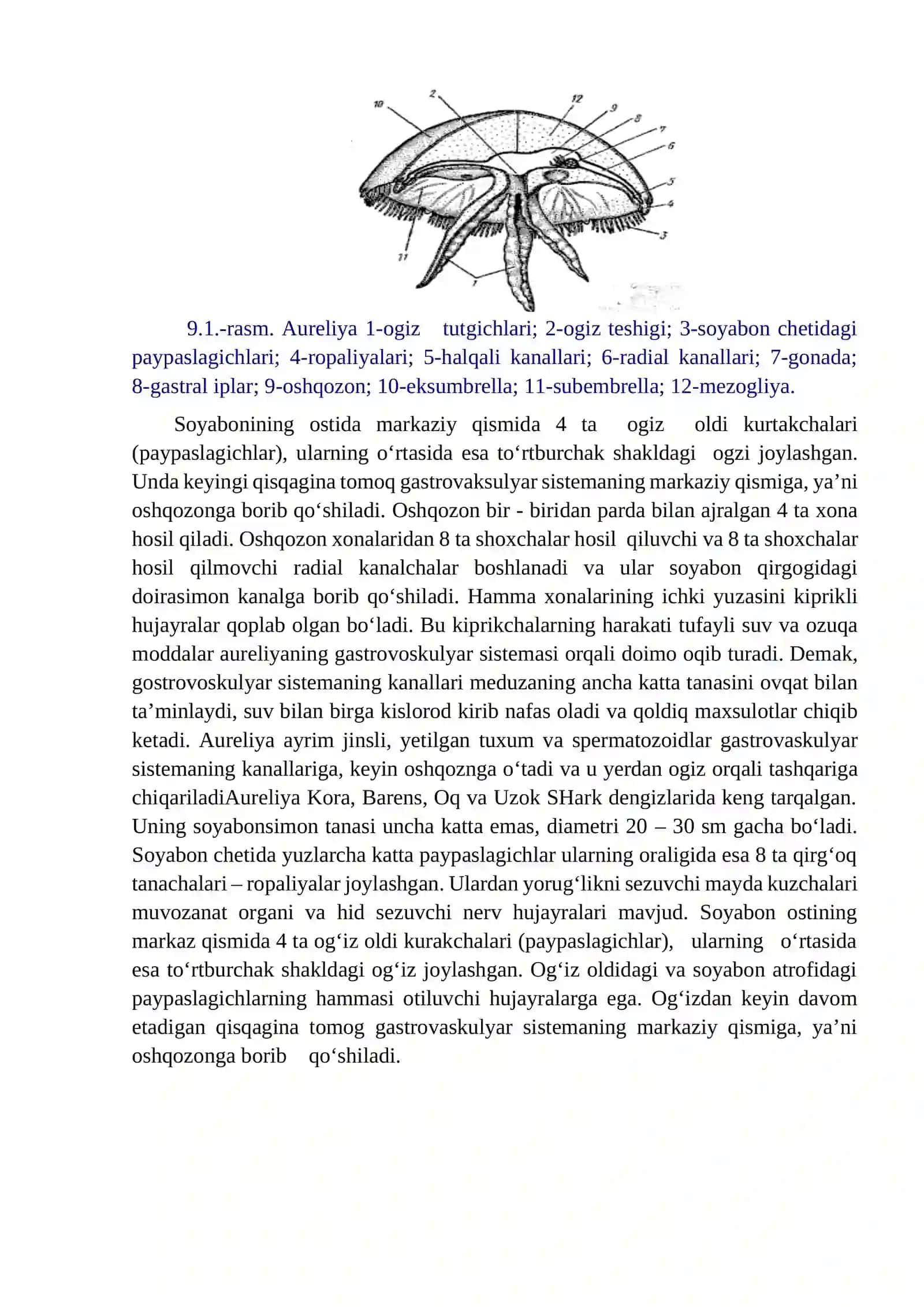 Mashg‘ulot. Bo‘shliqichlilar (Cnidaria) tipi: Ssifomeduzalar (Scyphozoa) sinfi. Vakil: Aureliya meduzasi(Aurelia aurita). Tuzilishi va rivojlanishi 2