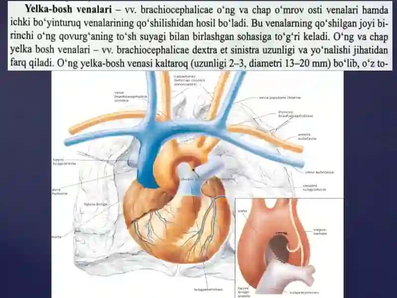 Boshmiyavabo`yindagivenatomirlarivalimfaoqimlari 2