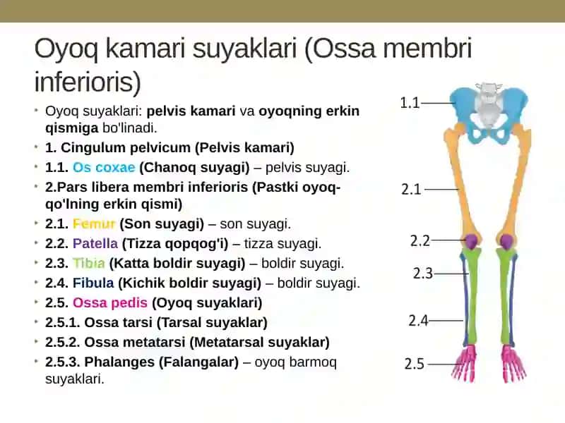 Chanoq KAMARI VA OYOQ ERKIN QISMI SUYAKLARI: TUZILISHI, YOSHGA DOIR XUSUSIYATLARI 2