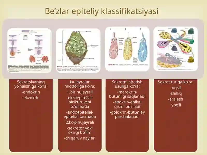 Be’z epiteliysi 2
