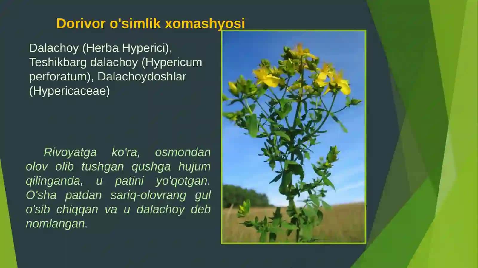 Dala choyi (dalachoy) dorivor o'simligining mavsumiy kasalliklarda qo'llanilishi 2