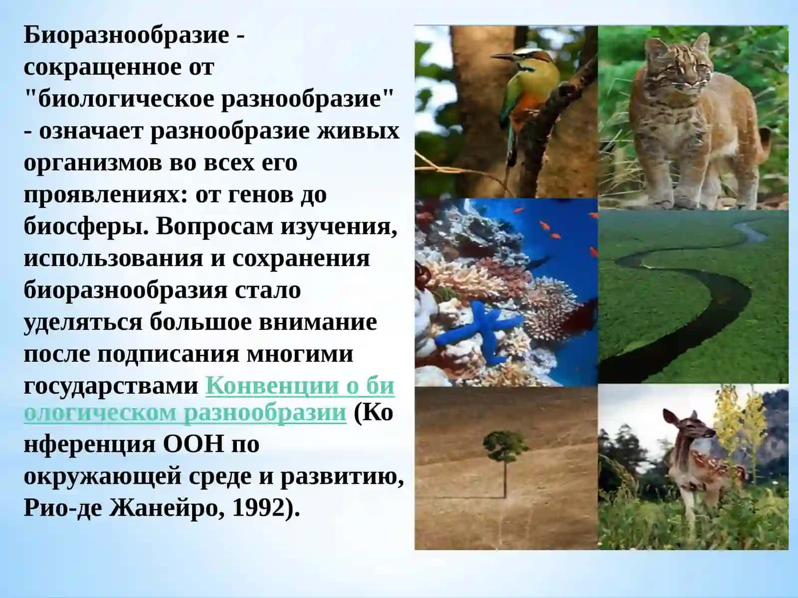 Биоразнообразие и егозащита 2