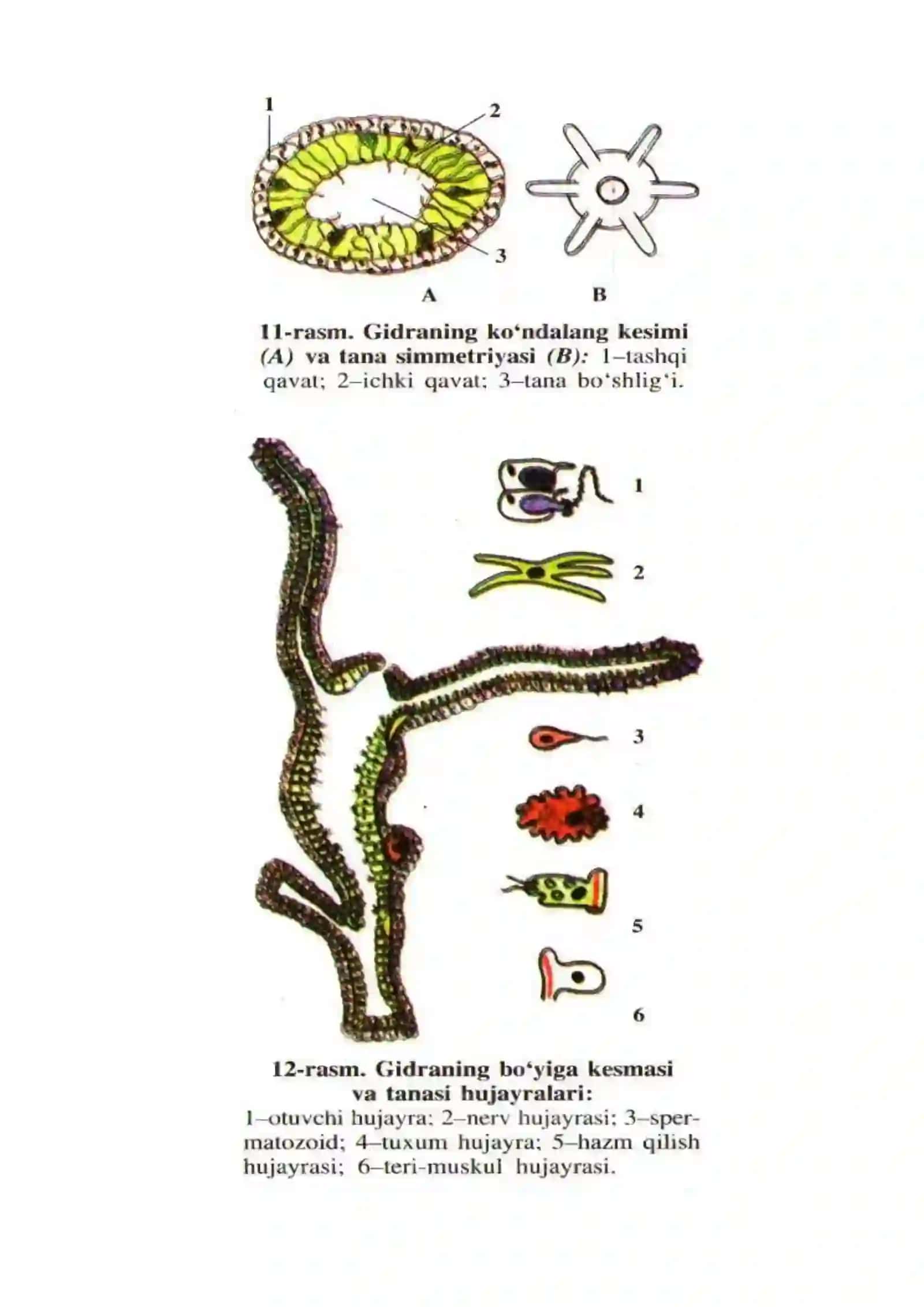 Itning ichki tuzilishi va qon aylanishi 2