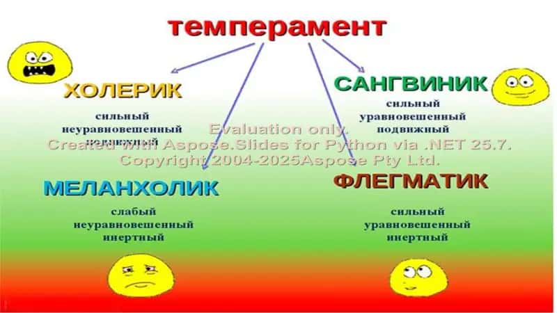 Темперамент и его типы 2