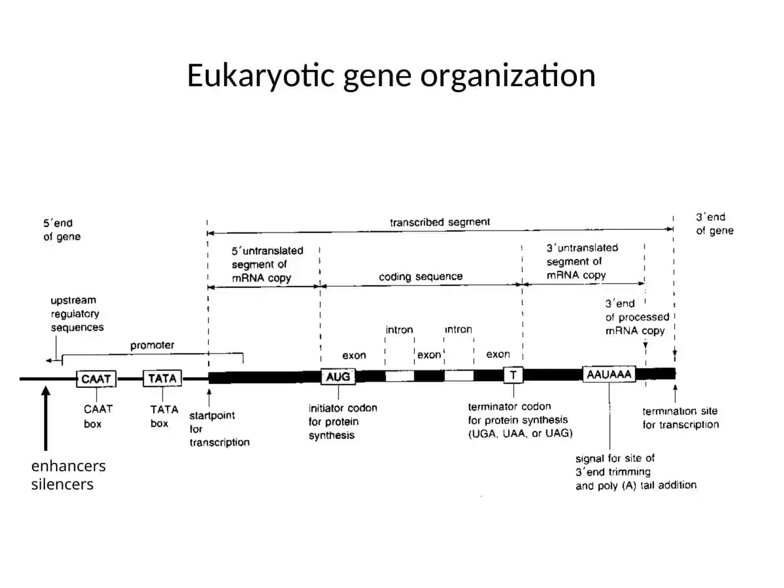 MCB 7200: Molekulyar biologiya 2
