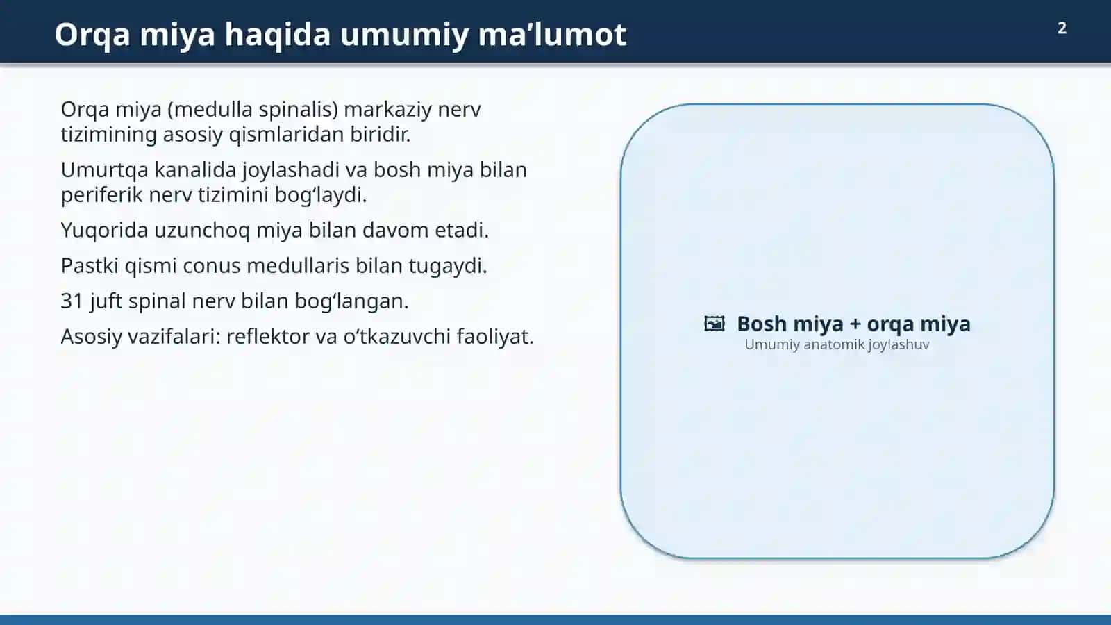 ORQA MIYAANATOMIYASI 2