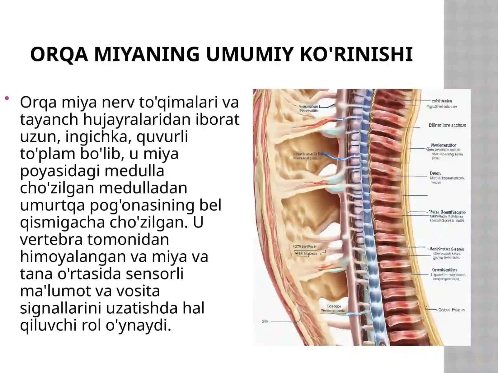 Orqamiya nerv to'qimalari va tayanch hujayralar 2