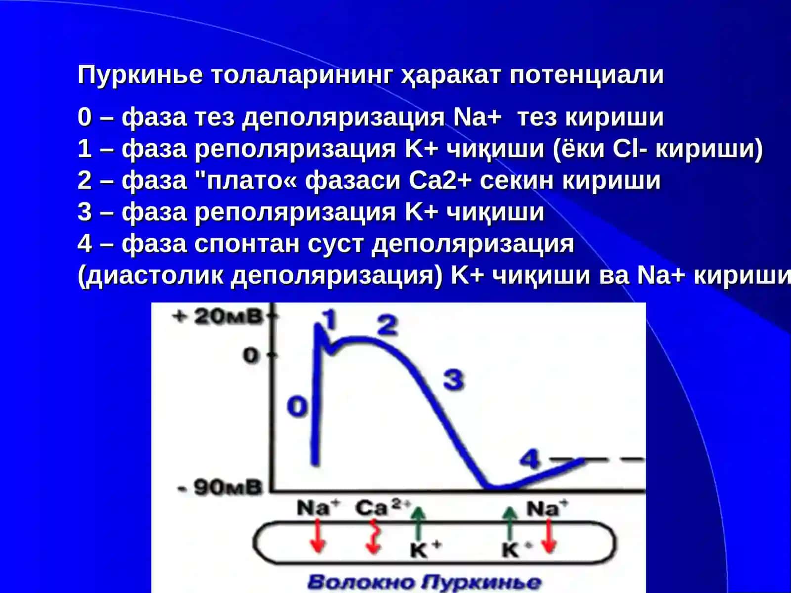 Антиаритмик препаратлар 2