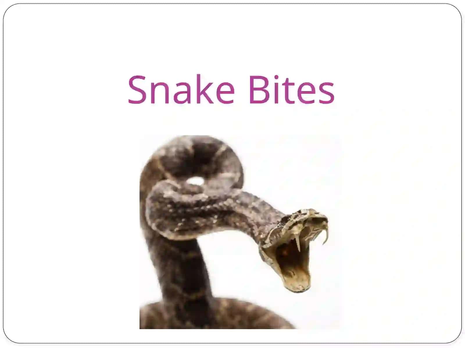 Snake Bites 2