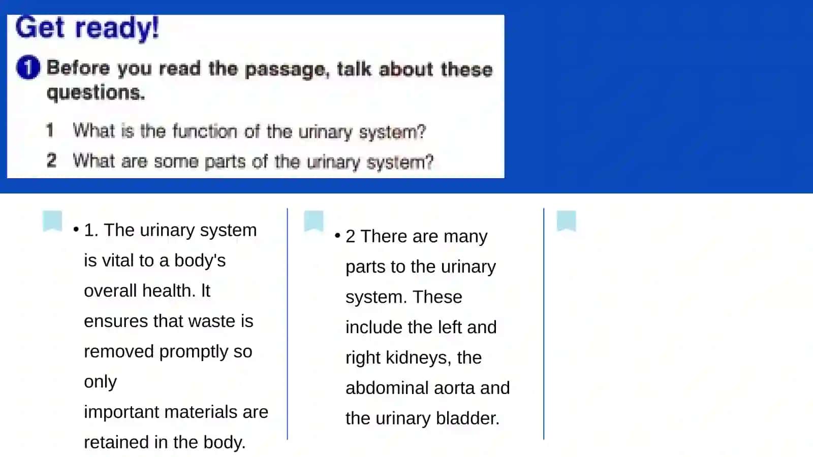 Urinary system 2