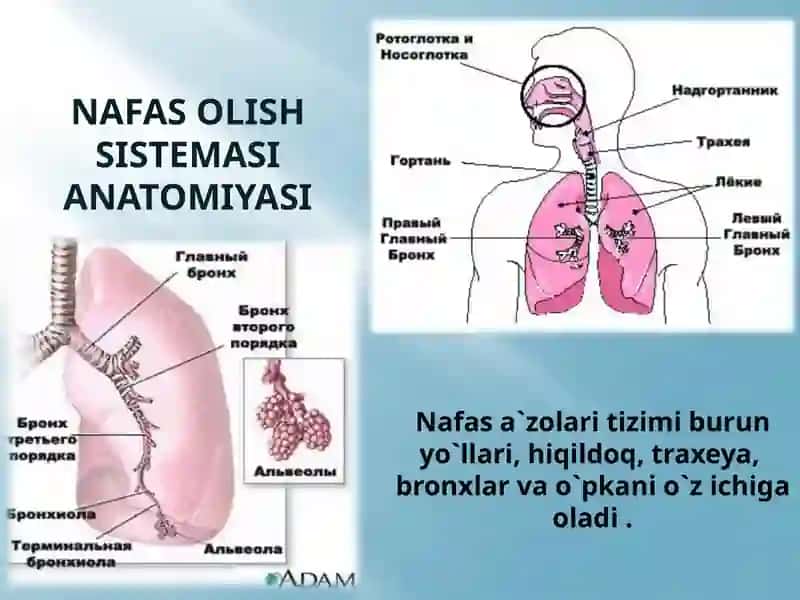 Nafas OLISH A`ZOLARI tizimiNI baholash 2