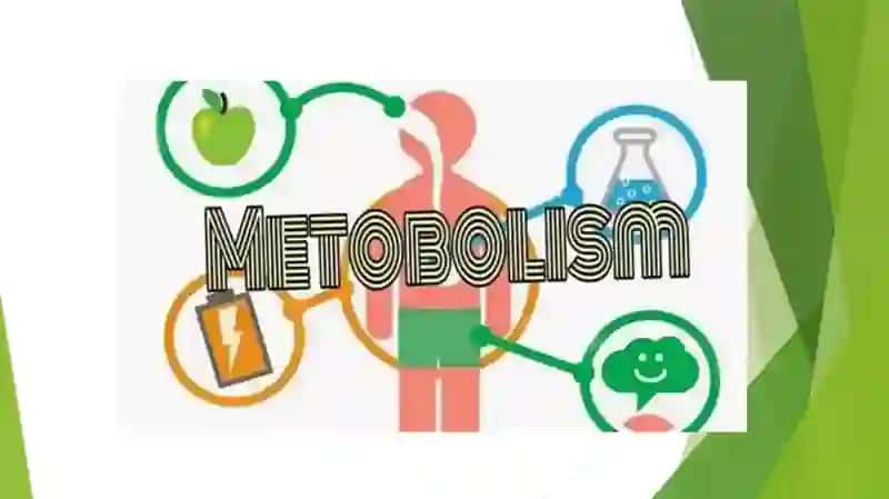 Metabolizm 2