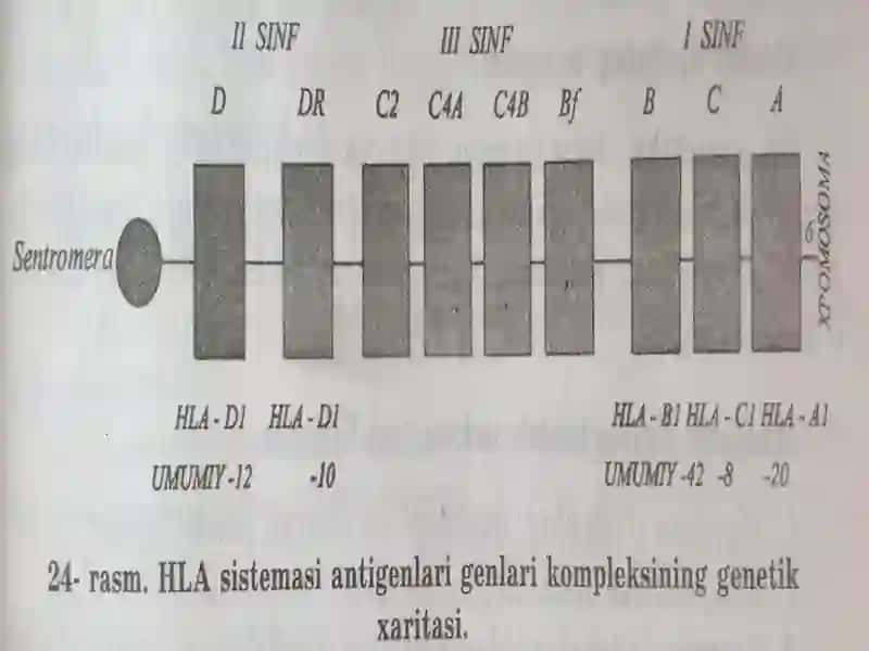 Immunogenetikausuli 2