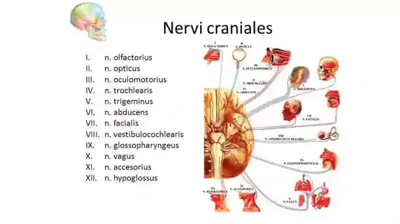 Bosh miya nervlarining hosil bo‘lishi. I, III, IV, VI, XI, XII juft bosh miya nervlari. 2