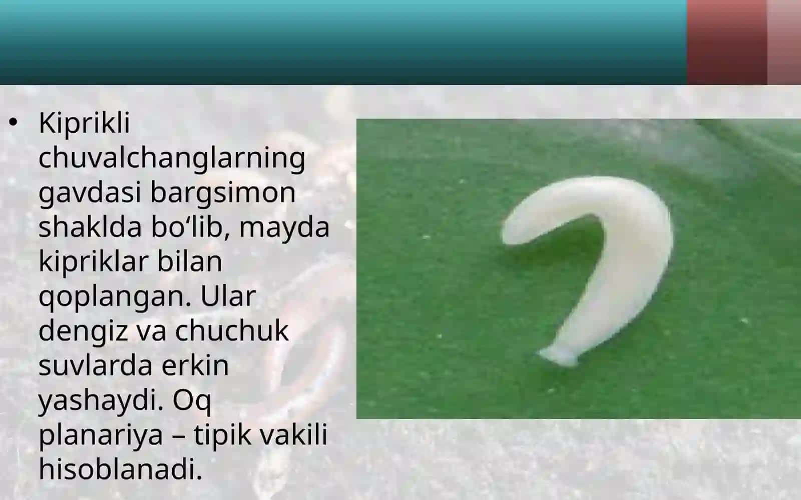 7-sinf Zoologiya 'Yassi chuvalchanglar tipi kiprikli chuvalchanglar sinfi' ko'rgazma 2