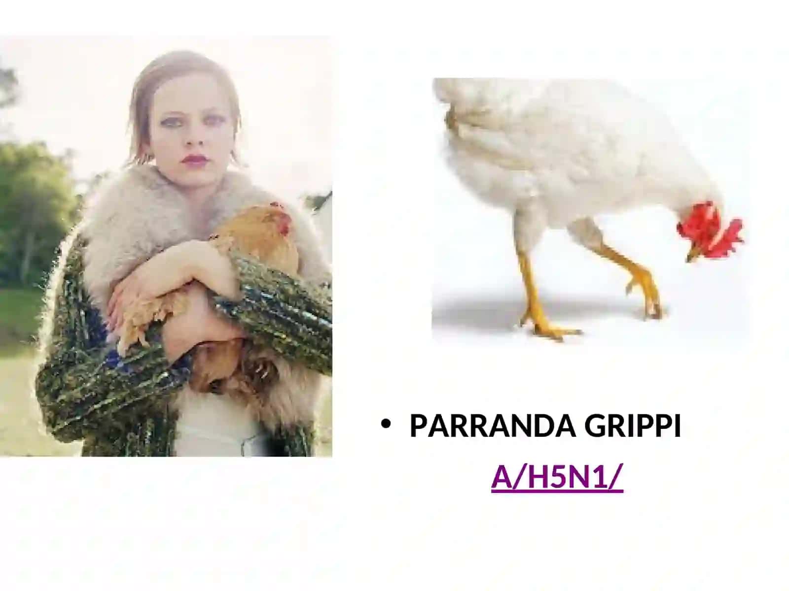 PARRANDA GRIPPI 2