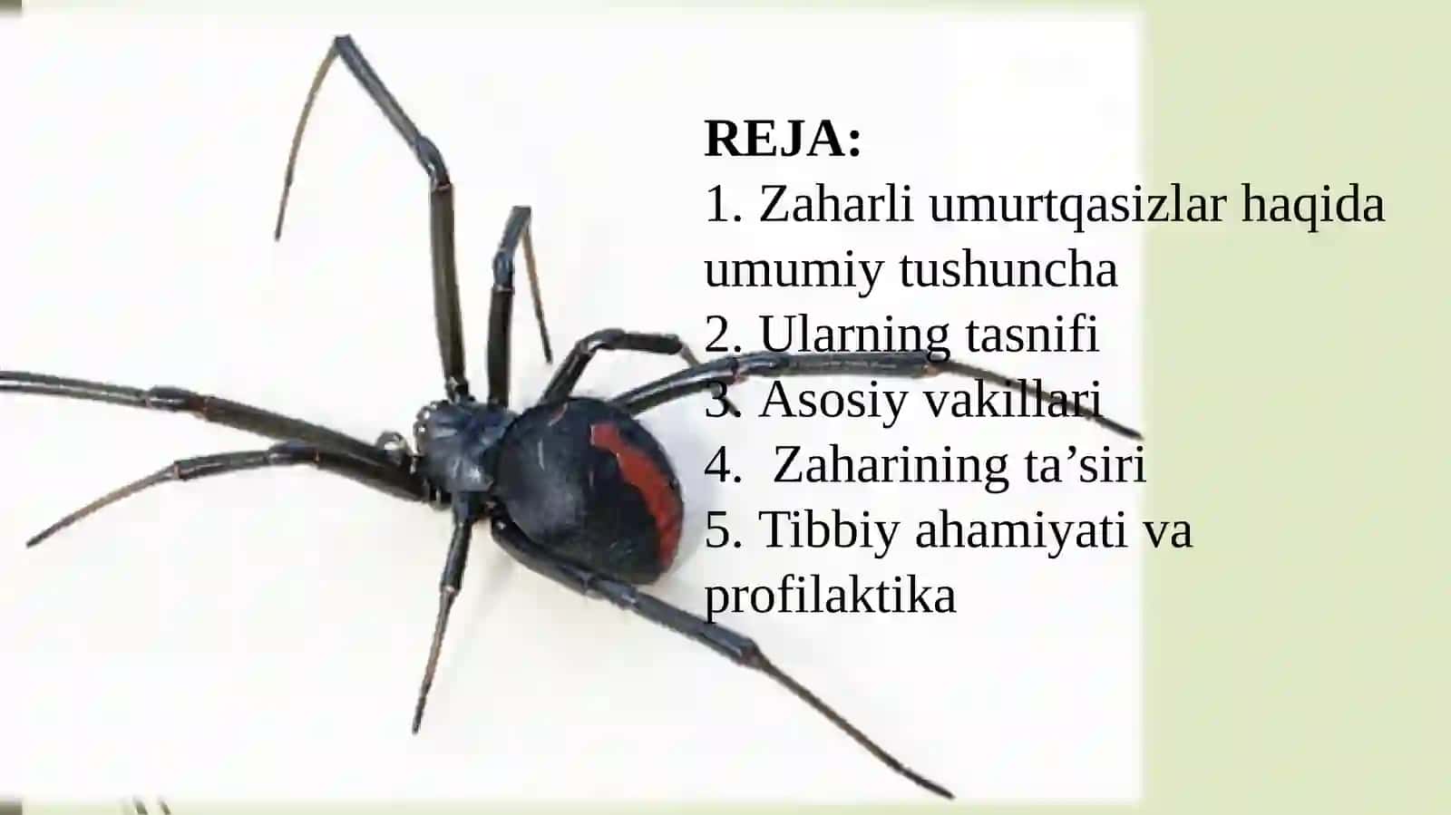 Zaharli hayvonlar umurtqasizlar 2