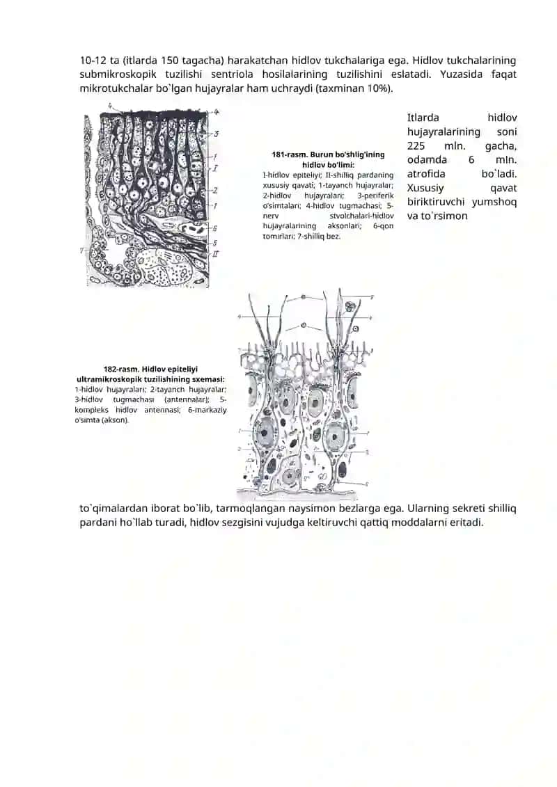 Nafas olish organlari sistemasi 2