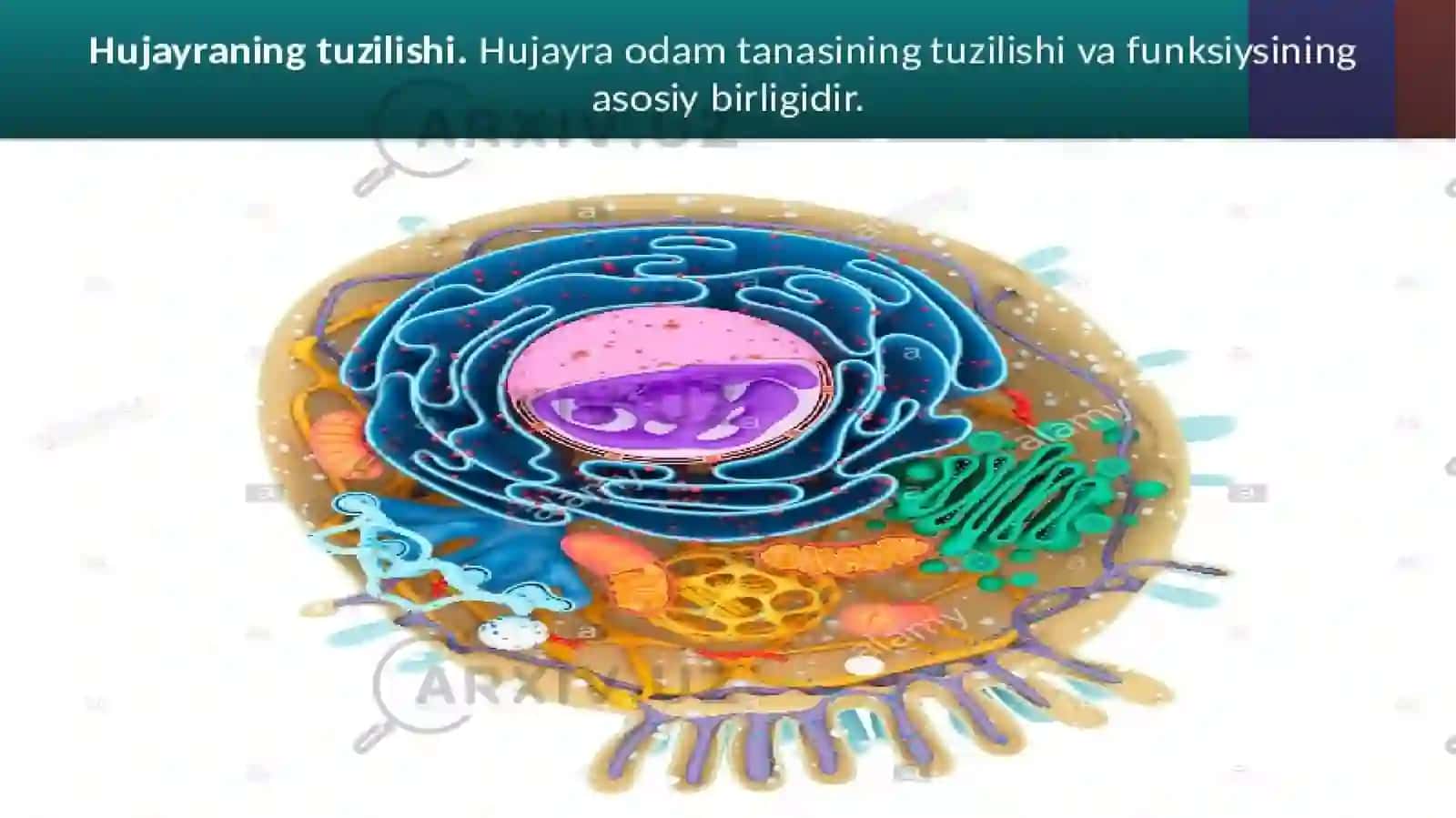 Hujayralarning mitotik va hayotiy skili 2