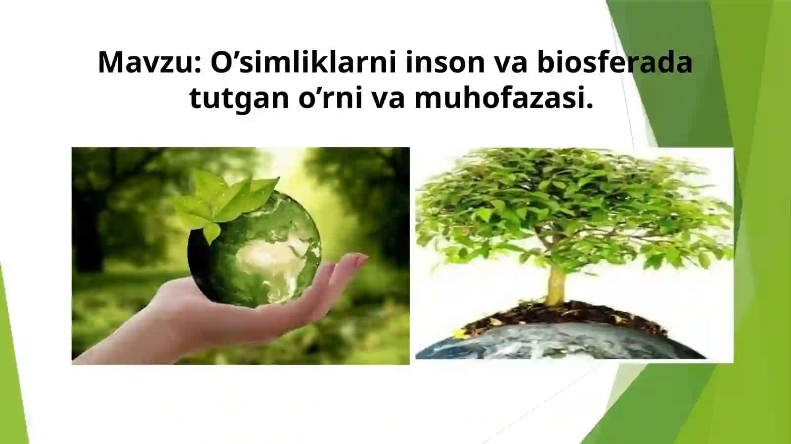 O'simliklarni insonga biosfera da tutgan o'rni va muhofazasi 2