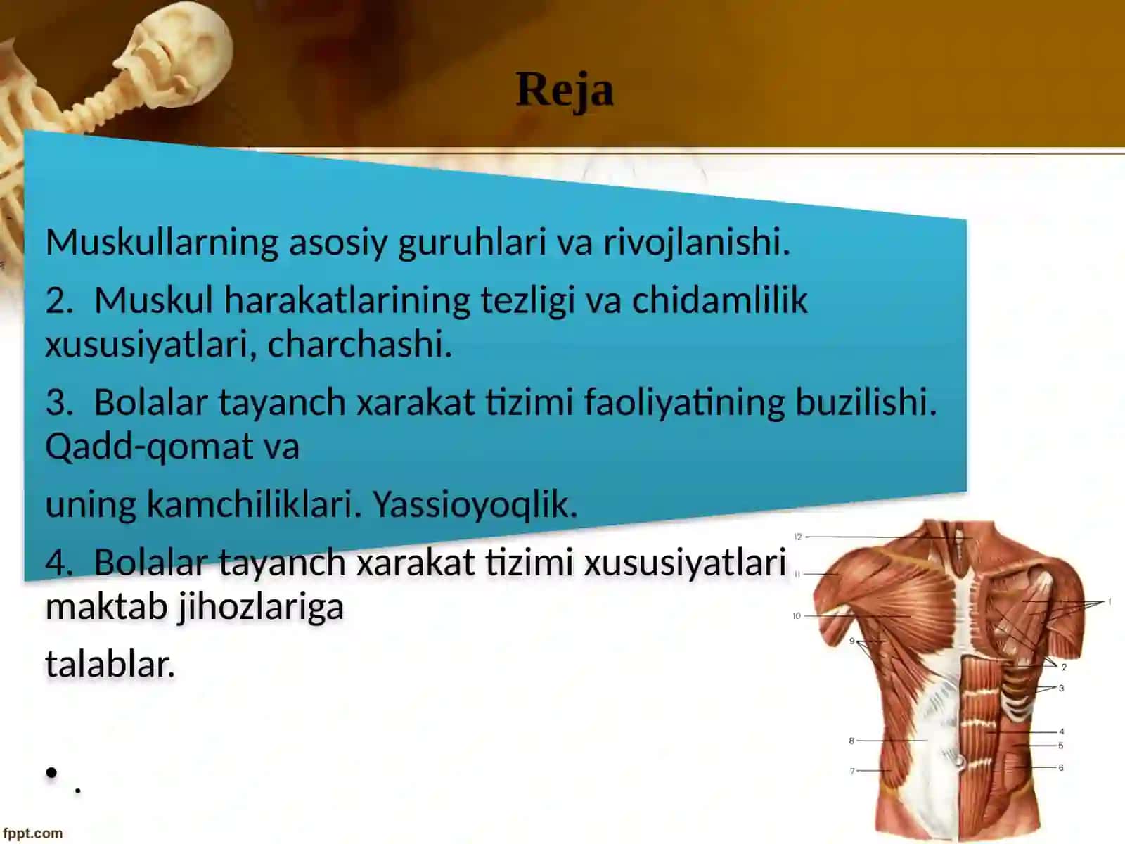 Muskul tizimi va uning yoshga bogliq xususiyatlari 2