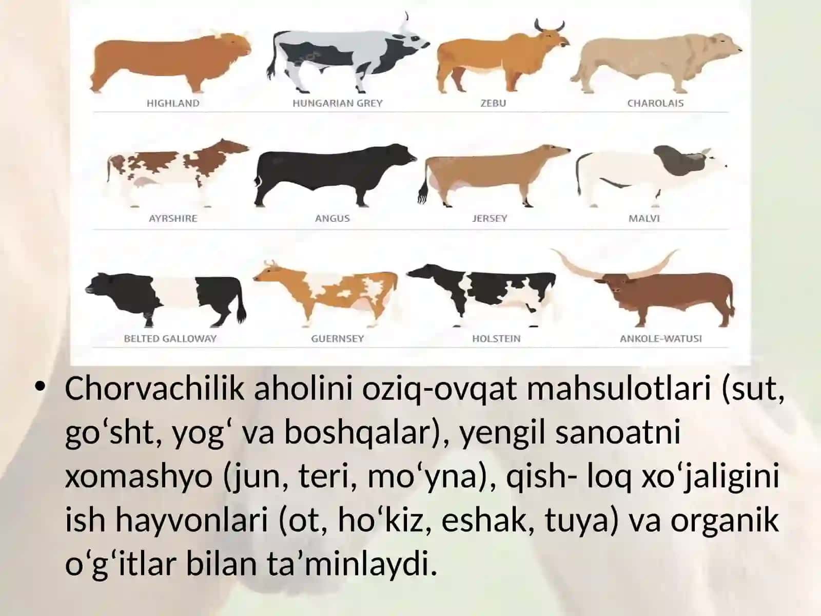 7-sinf Zoologiya 'Sutemizuvchilar sinfiga mansub chorva mollari' ko'rgazma 2