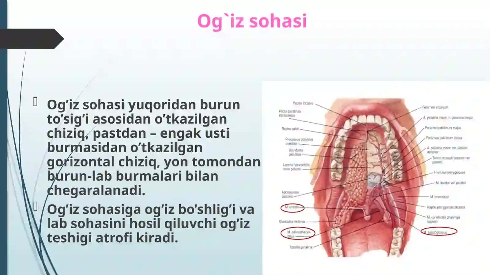 Og`iz sohasi anatomiyasi 2