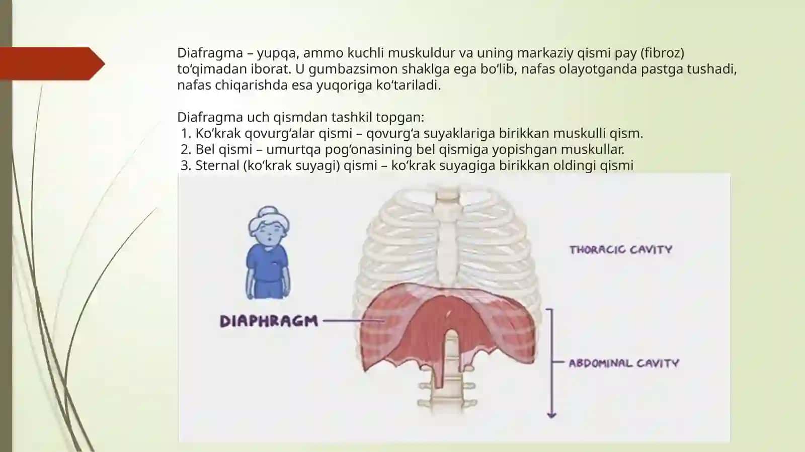 Diafragma 2