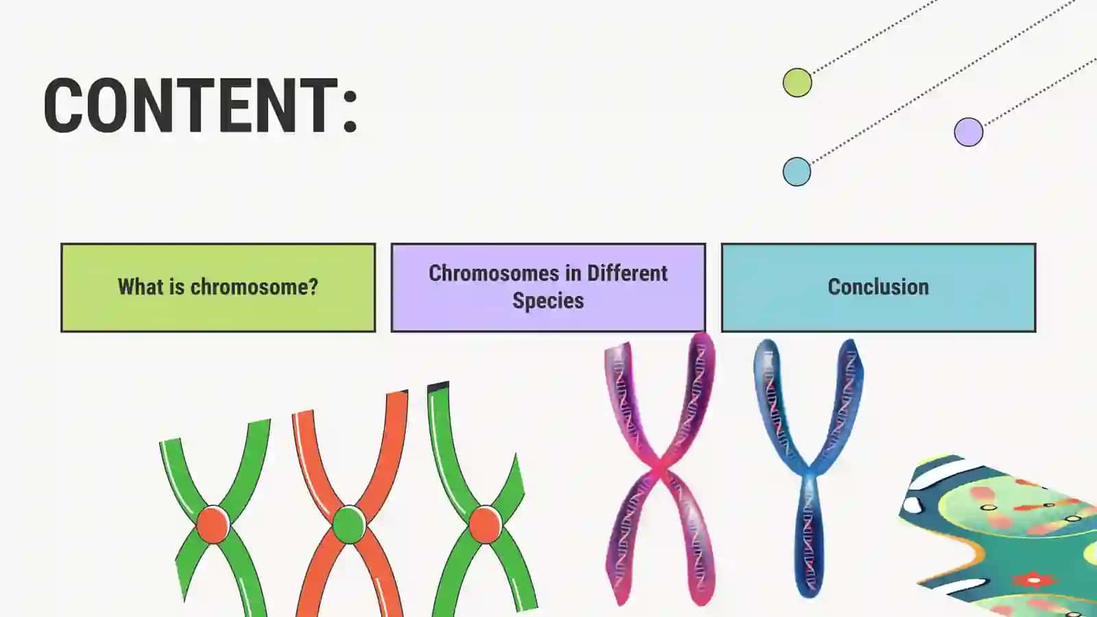 WHY DIFFERENT SPECIES HAVE DIFFERENT NUMBER OF CHROMOSOMES? 2