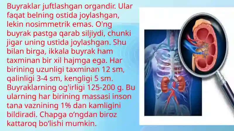 Bolalarda buyraklarni anatomo–fiziologik hususiyatlari 2