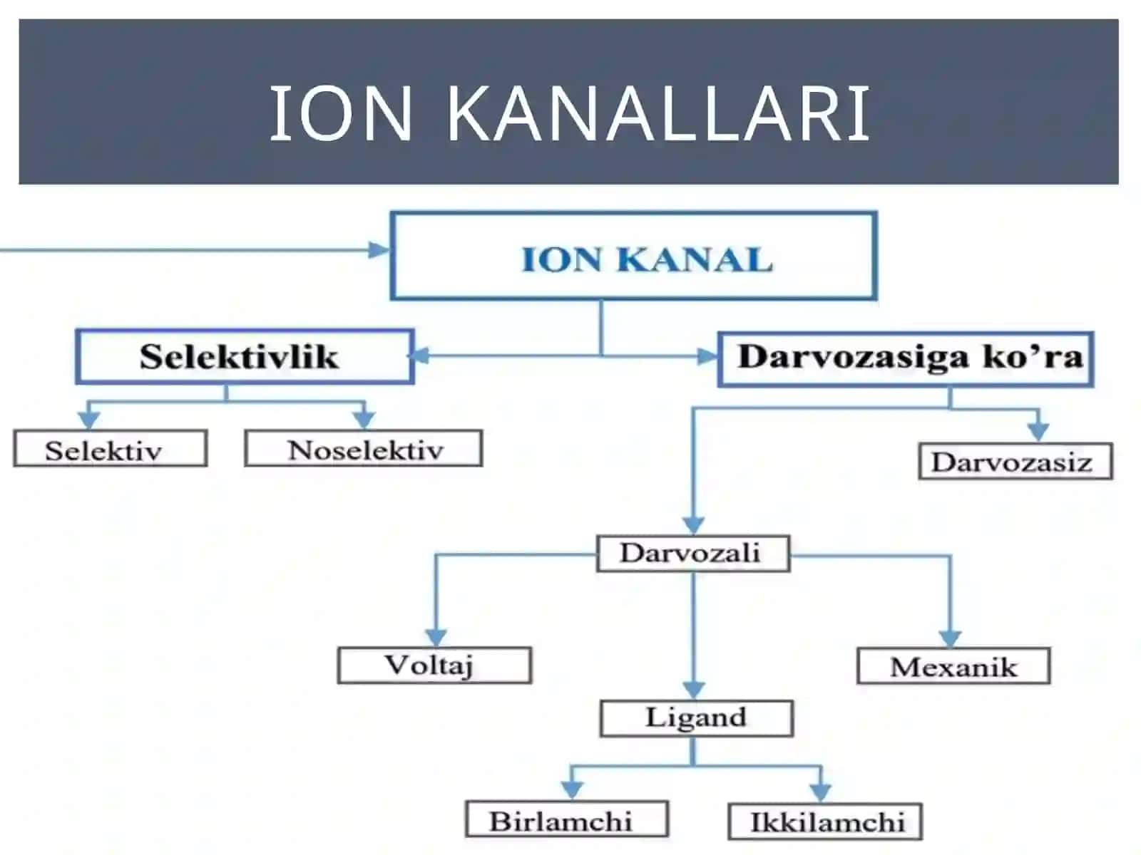 Ionkanallar 2
